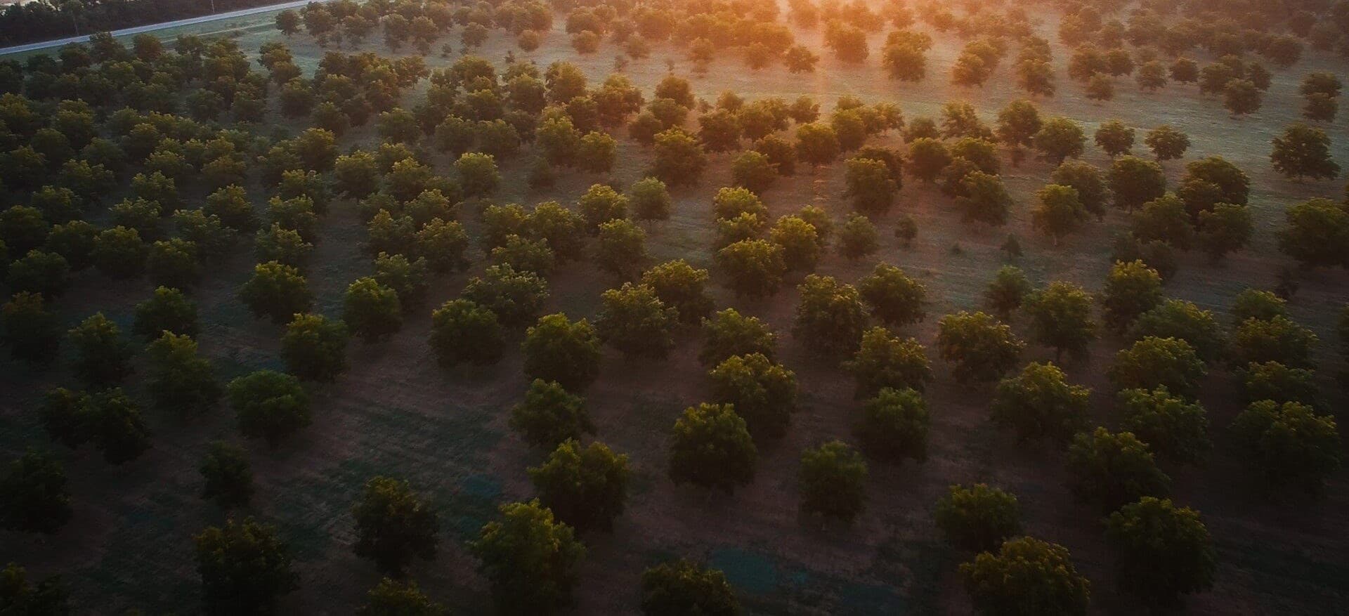 Aerial view of a pecan orchard at sunrise