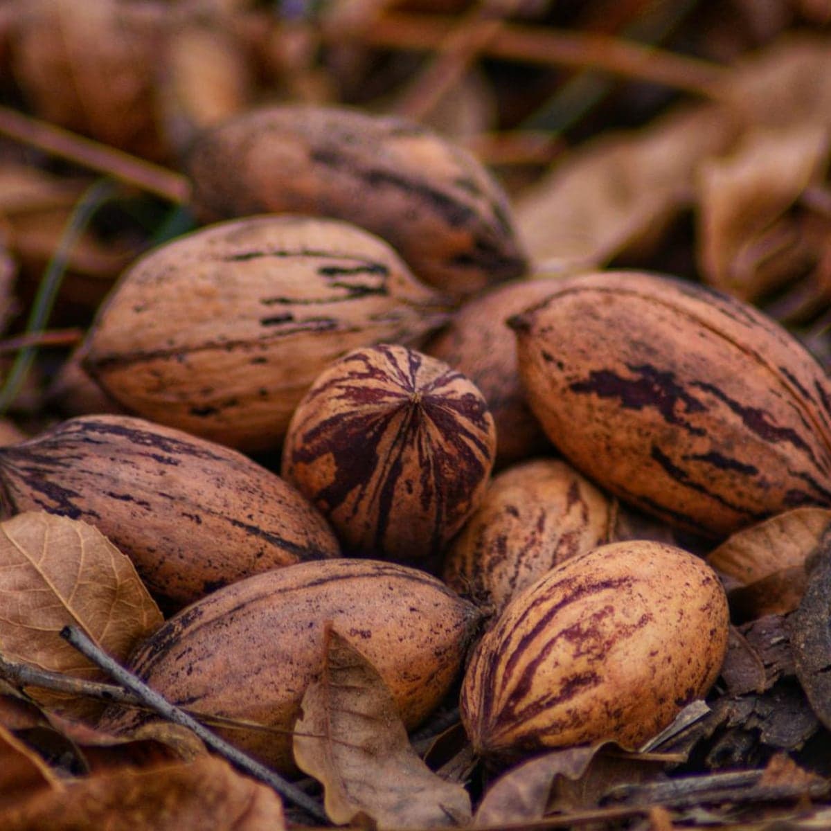 Whole Pecans